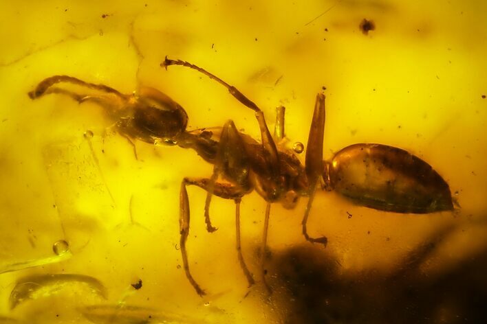 Fossil Ant (Formicidae) & Mite (Acari) In Baltic Amber #142203
